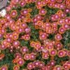 Fire Spinner® Ice Plant -High Country Gardens Shop delosperma sp fire spinner close up
