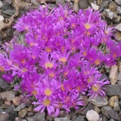 Tufted Ice Plant -High Country Gardens Shop delosperma sphalmanthoides rock garden