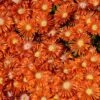Granita® Orange Ice Plant -High Country Gardens Shop delosperma granita orange