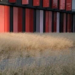 Gold Dew Tufted Hair Grass -High Country Gardens Shop deschampsia cespitosa goldtau hoffman cropped 1 2
