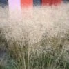 Gold Dew Tufted Hair Grass -High Country Gardens Shop deschampsia cespitosa goldtau hoffman cropped 3 2