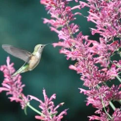 Autumn Magic Pollinator Collection -High Country Gardens Shop desert solstice hummingbird cropped