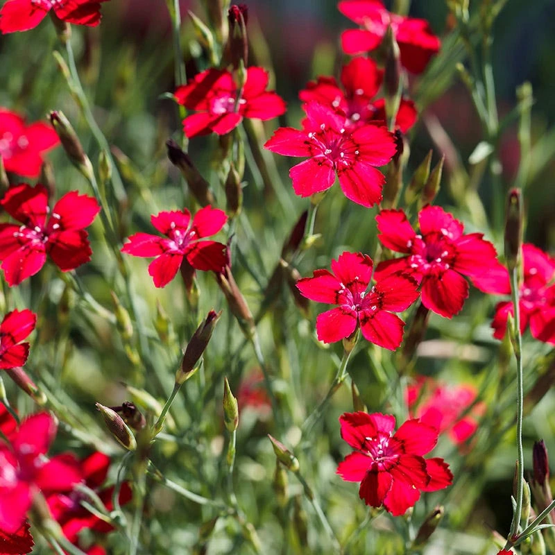 Flashing Lights Dianthus 1 Flashing Lights Dianthus