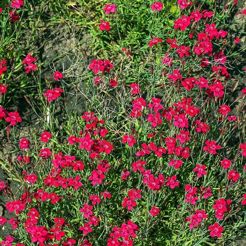 Flashing Lights Dianthus 2 Flashing Lights Dianthus - Image 2