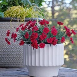 Star Single™ Fire Star Dianthus 4 Star Single™ Fire Star Dianthus -High Country Gardens Shop dianthus fire star credit planthaven 2