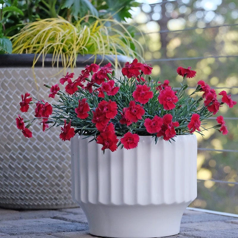 Star Single™ Fire Star Dianthus 2 Star Single™ Fire Star Dianthus - Image 2