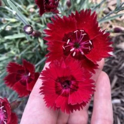 Star Single™ Fire Star Dianthus 5 Star Single™ Fire Star Dianthus -High Country Gardens Shop dianthus fire star credit planthaven 3