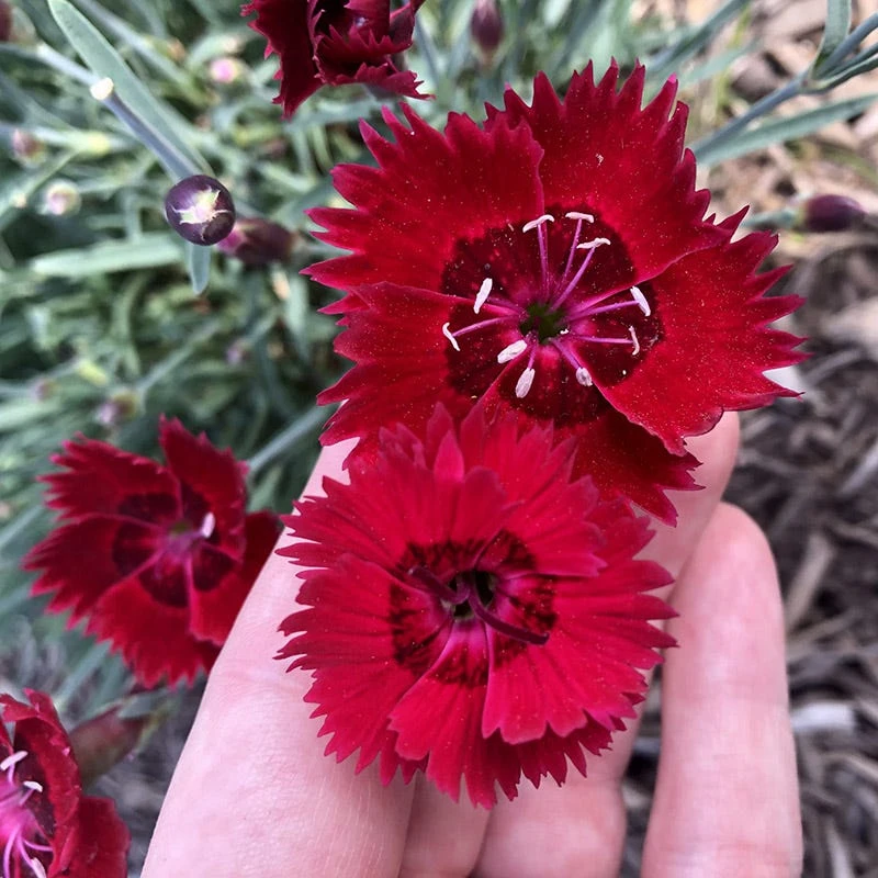 Star Single™ Fire Star Dianthus 3 Star Single™ Fire Star Dianthus - Image 3