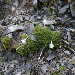 Fragrant Snowflake Dianthus -High Country Gardens Shop dianthus petraeus noeanus fragrant snowflake 3