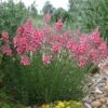 Coral Canyon® Twinspur (Diascia) -High Country Gardens Shop diascia integerrima pat.hayward