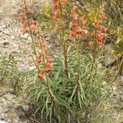 Sunset® Foxglove -High Country Gardens Shop digitalis obscura 3