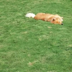 Dog Tuff™ Grass Plugs -High Country Gardens Shop dog tuff grass hblb870 with dog