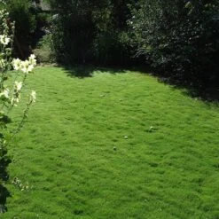 Dog Tuff™ Grass Plugs -High Country Gardens Shop dog tuff grass plug lawn