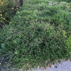 Dog Tuff™ Grass Plugs -High Country Gardens Shop dog tuff grass plugs close