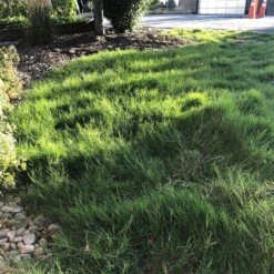 Dog Tuff™ Grass Plugs -High Country Gardens Shop dog tuff grass plugs dog friendly grass