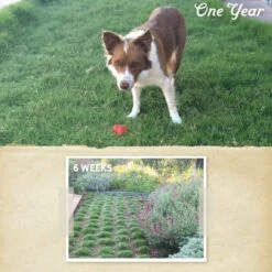 Dog Tuff™ Grass Plugs -High Country Gardens Shop dogtuff before after