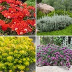 Drought Resistant Groundcover Collection -High Country Gardens Shop drought resistant groundcover coll 10 15 24