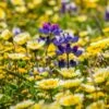 Native Dry Area Wildflower Seed Mix -High Country Gardens Shop dry area native mix wildflowers meadow