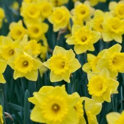 Dutch Master Trumpet Daffodil -High Country Gardens Shop dutch master trumpet daff 3