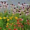 Eastern Xeriscape Wildflower Seed Mix 10 Eastern Xeriscape Wildflower Seed Mix -High Country Gardens Shop eastern xeriscape hero