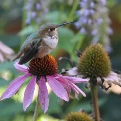 Echinacea Purpurea -High Country Gardens Shop echinacea purpurea birds