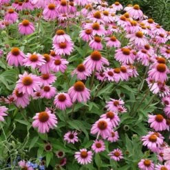 Echinacea Purpurea -High Country Gardens Shop echinacea purpurea purple coneflower 3
