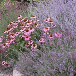 Echinacea Purpurea -High Country Gardens Shop echinacea purpurea purple coneflower 4