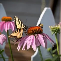 Echinacea Purpurea -High Country Gardens Shop echinacea purpurea purple coneflower 5