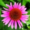 Ruby Star Echinacea -High Country Gardens Shop echinacea rubinstern ruby star coneflower