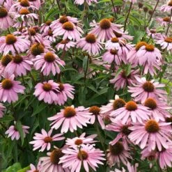 Magnus Echinacea 9 Magnus Echinacea -High Country Gardens Shop echinacea magnus garden flowers 1