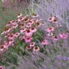 August Afternoons Pre-Planned Garden -High Country Gardens Shop echinacea purpurea magnus perovskia lavandula angustifolia 1
