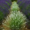 Edelweiss Lavender -High Country Gardens Shop edelweiss lavender garden meadow 1