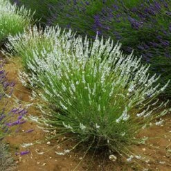 Edelweiss Lavender 5 Edelweiss Lavender -High Country Gardens Shop edelweiss lavender pale spikes full 1