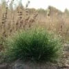 Eilers Beauty™ Fescue Grass -High Country Gardens Shop eilers beauty fescue grass 1