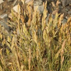 Eilers Beauty™ Fescue Grass 4 Eilers Beauty™ Fescue Grass -High Country Gardens Shop eilers beauty fescue grass 2