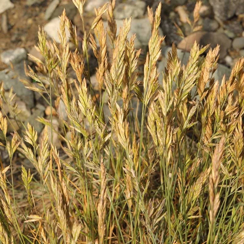 Eilers Beauty™ Fescue Grass 2 Eilers Beauty™ Fescue Grass - Image 2