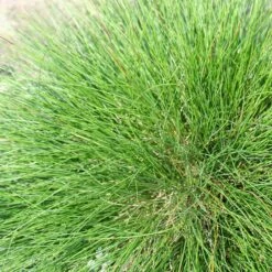 Eilers Beauty™ Fescue Grass 5 Eilers Beauty™ Fescue Grass -High Country Gardens Shop eilers beauty fescue grass 3