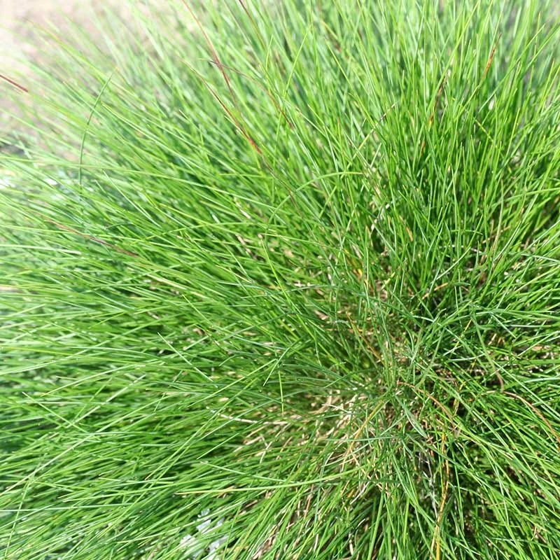Eilers Beauty™ Fescue Grass 3 Eilers Beauty™ Fescue Grass - Image 3