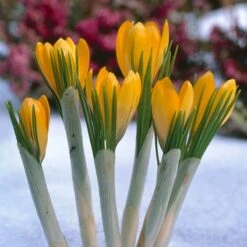 Yellow Mammoth Dutch Crocus -High Country Gardens Shop elbo12578 crocus yellow mammoth cropped