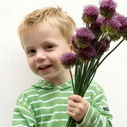 Drumstick Allium 9 Drumstick Allium -High Country Gardens Shop elbo37035 allium drunstick cropped