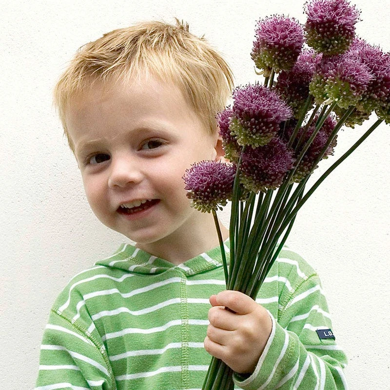 Drumstick Allium 5 Drumstick Allium - Image 5