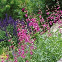 Coconino County Desert Penstemon -High Country Gardens Shop emmis oure penstemon coconino county 3 cropped 1