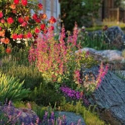Coconino County Desert Penstemon -High Country Gardens Shop emmis oure penstemon coconino county 6 cropped 1