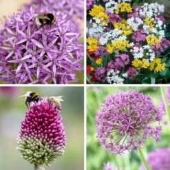 Endless Allium Bulb Collection -High Country Gardens Shop endless allium bulb collection 8 16 24