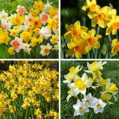 Endless Daffodil Bulb Collection -High Country Gardens Shop endless daffodil bulb coll fy26