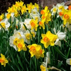 Endless Daffodil Bulb Collection -High Country Gardens Shop endless daffodil sq