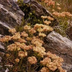 Arrowleaf Buckwheat -High Country Gardens Shop eriogonum compositum fall color