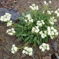 Arrowleaf Buckwheat -High Country Gardens Shop eriogonum compositum flowering