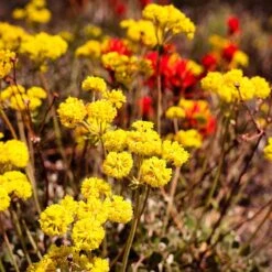FireSmart Collection - Zone 3 -High Country Gardens Shop eriogonum umbellatum1 2
