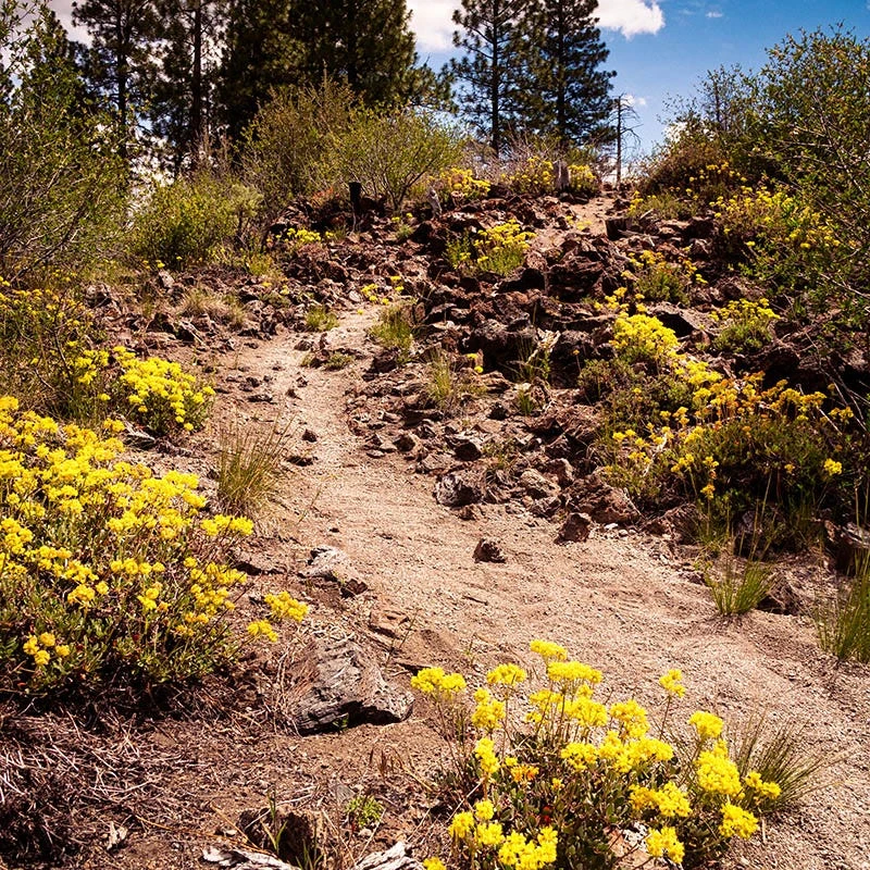 Sulphur-flower Buckwheat 2 Sulphur-flower Buckwheat - Image 2